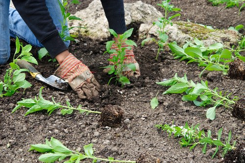 Rubbish and green waste removed from a West Heath garden