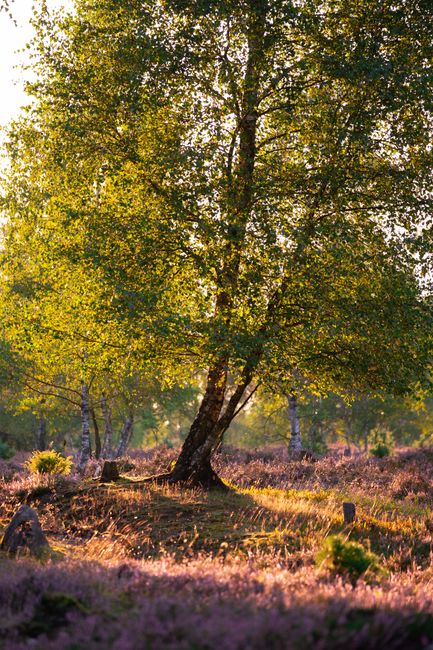 A mature tree with a slightly leaning trunk and a full canopy of green leaves stands prominently in a natural woodland setting, illuminated by soft sunlight filtering through the foliage. Surrounding 